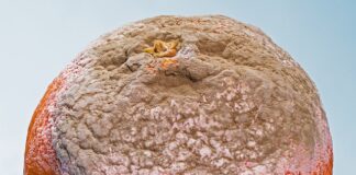 Jakie są formy pomocy psychologiczno pedagogicznej?