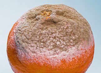 Jakie są formy pomocy psychologiczno pedagogicznej?