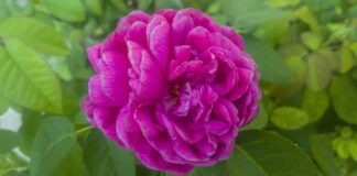 Ile kosztuje ZUS dla firmy jednoosobowej 2023?