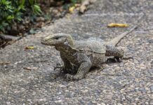 Czy lekarz rodzinny może dać skierowanie na poziom witaminy B12? Czy lekarz rodzinny może dać skierowanie na poziom witaminy B12?