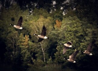 Jakie jest znaczenie migracji we współczesnym świecie? Jakie jest znaczenie migracji we współczesnym świecie?