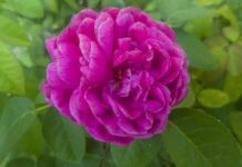 Czy ZUS to firma? Czy ZUS to firma?