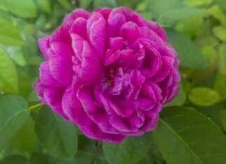 Czy ZUS to służba cywilna? Czy ZUS to służba cywilna?