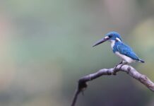 Co się dzieje jeśli jedną nisze zamieszkują dwa organizmy? Co się dzieje jeśli jedną nisze zamieszkują dwa organizmy?