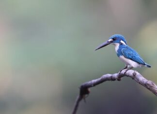 Co się dzieje jeśli jedną nisze zamieszkują dwa organizmy? Co się dzieje jeśli jedną nisze zamieszkują dwa organizmy?