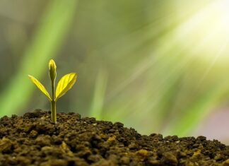 W jaki sposób działania rozwojowe będą wpływać na rozwój organizacji?