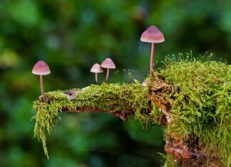 Jakie są rodzaje praktyk ograniczających konkurencję? Jakie są rodzaje praktyk ograniczających konkurencję?